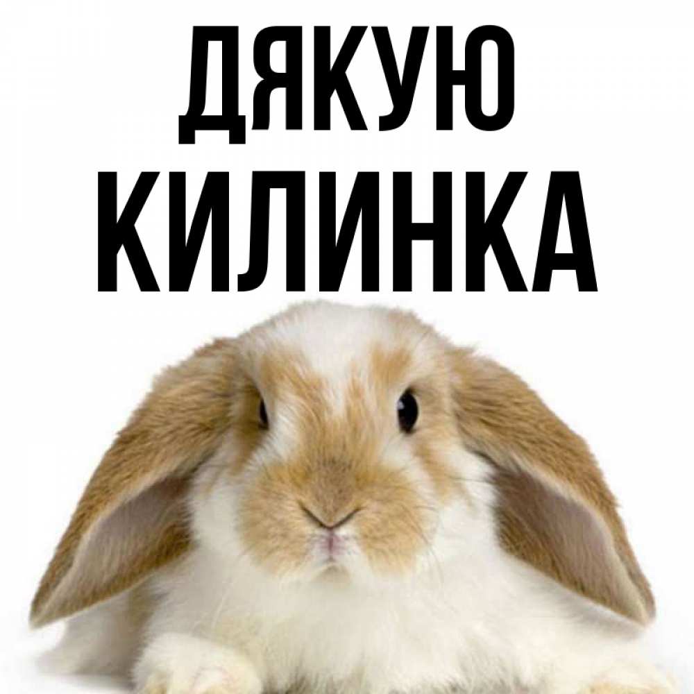 Открытка на каждый день з підписом, Килинка Дякую коричнево белый заяц Прикольна листівка з побажанням онлайн скачати безкоштовно 