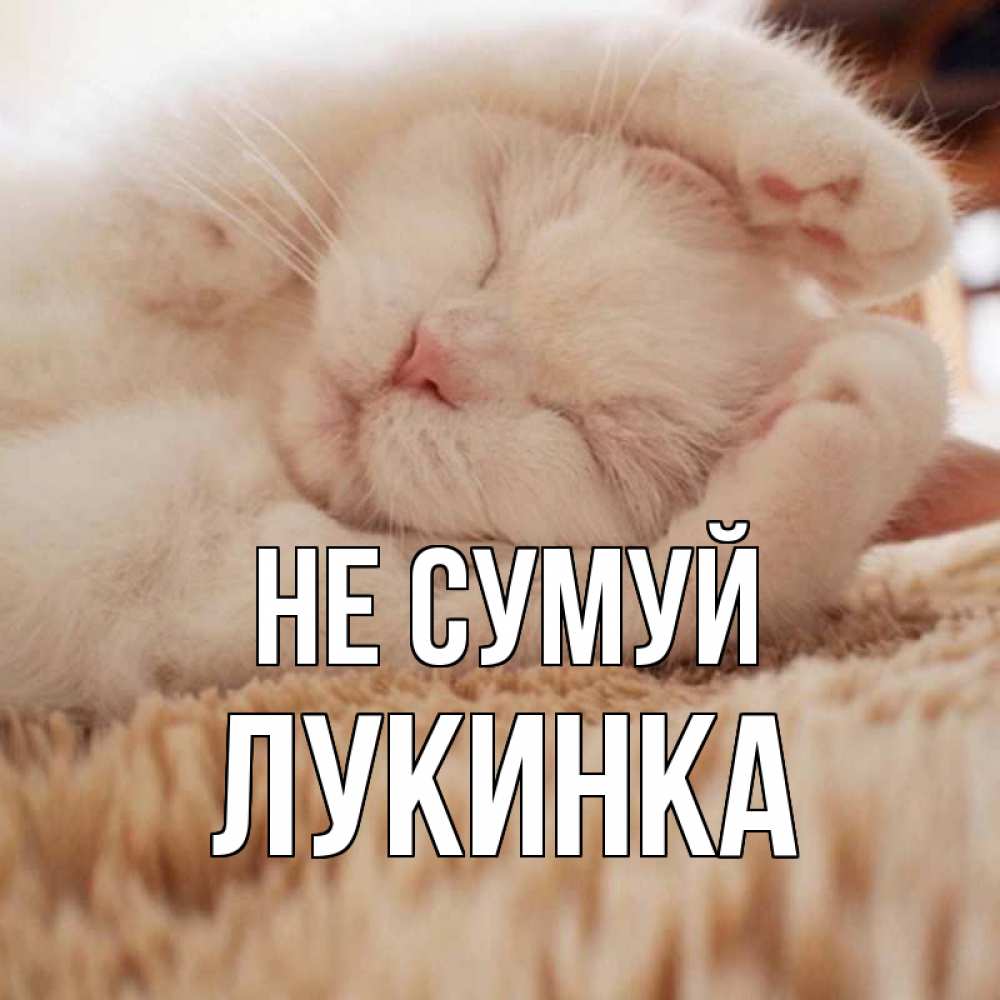 Открытка на каждый день з підписом, Лукинка Не сумуй белый кот Прикольна листівка з побажанням онлайн скачати безкоштовно 