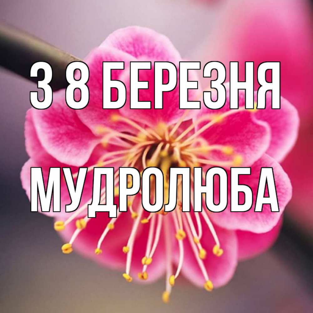 Открытка на каждый день з підписом, Мудролюба З 8 БЕРЕЗНЯ цветы Прикольна листівка з побажанням онлайн скачати безкоштовно 