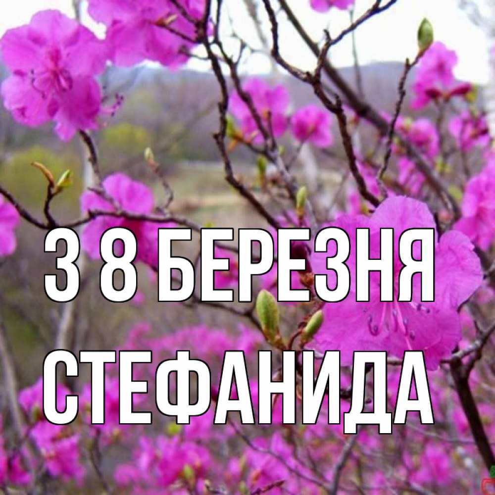 Открытка на каждый день з підписом, Стефанида З 8 БЕРЕЗНЯ международный женский день Прикольна листівка з побажанням онлайн скачати безкоштовно 