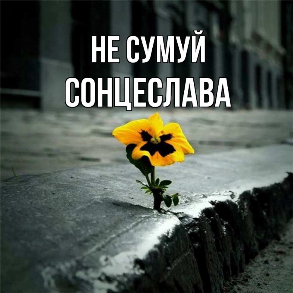 Открытка на каждый день з підписом, Сонцеслава Не сумуй не сдавайся Прикольна листівка з побажанням онлайн скачати безкоштовно 