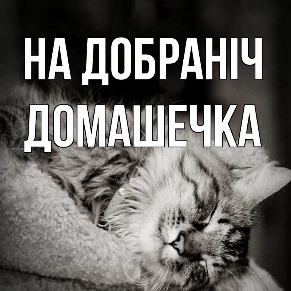 Открытка на каждый день з підписом, Домашечка На добраніч котярик пушистый Прикольна листівка з побажанням онлайн скачати безкоштовно 