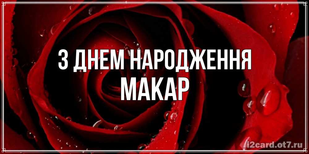 Открытка на каждый день з підписом, Макар З Днем народження крупная бордовая роза Прикольна листівка з побажанням онлайн скачати безкоштовно 