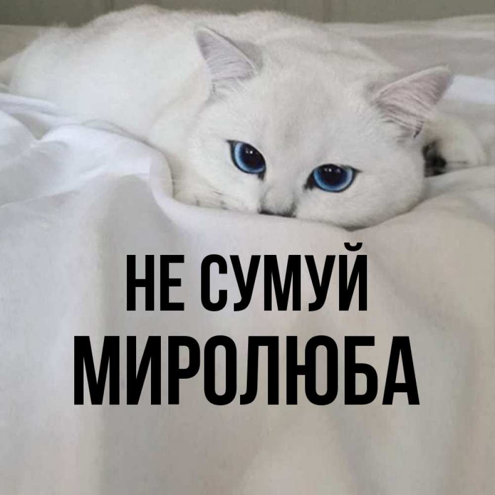 Открытка на каждый день з підписом, Миролюба Не сумуй Голубоглазая кошка Прикольна листівка з побажанням онлайн скачати безкоштовно 