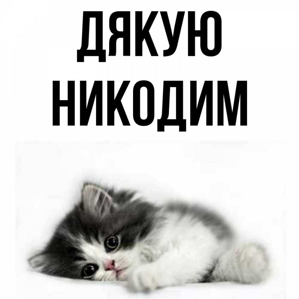 Открытка на каждый день з підписом, Никодим Дякую черный и белый кот Прикольна листівка з побажанням онлайн скачати безкоштовно 