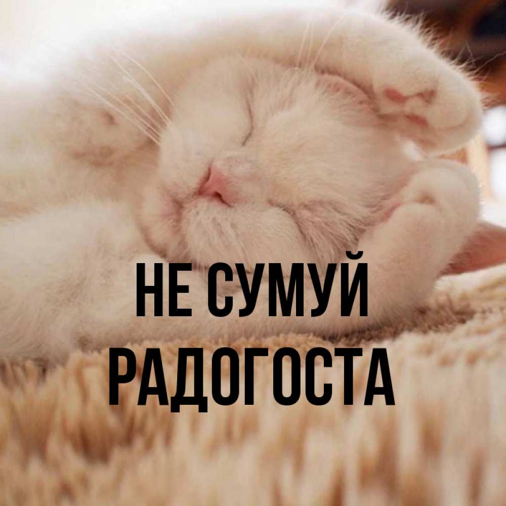 Открытка на каждый день з підписом, Радогоста Не сумуй Котенок спит Прикольна листівка з побажанням онлайн скачати безкоштовно 