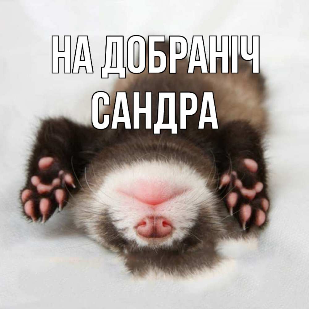 Открытка на каждый день з підписом, Сандра На добраніч зверек Прикольна листівка з побажанням онлайн скачати безкоштовно 