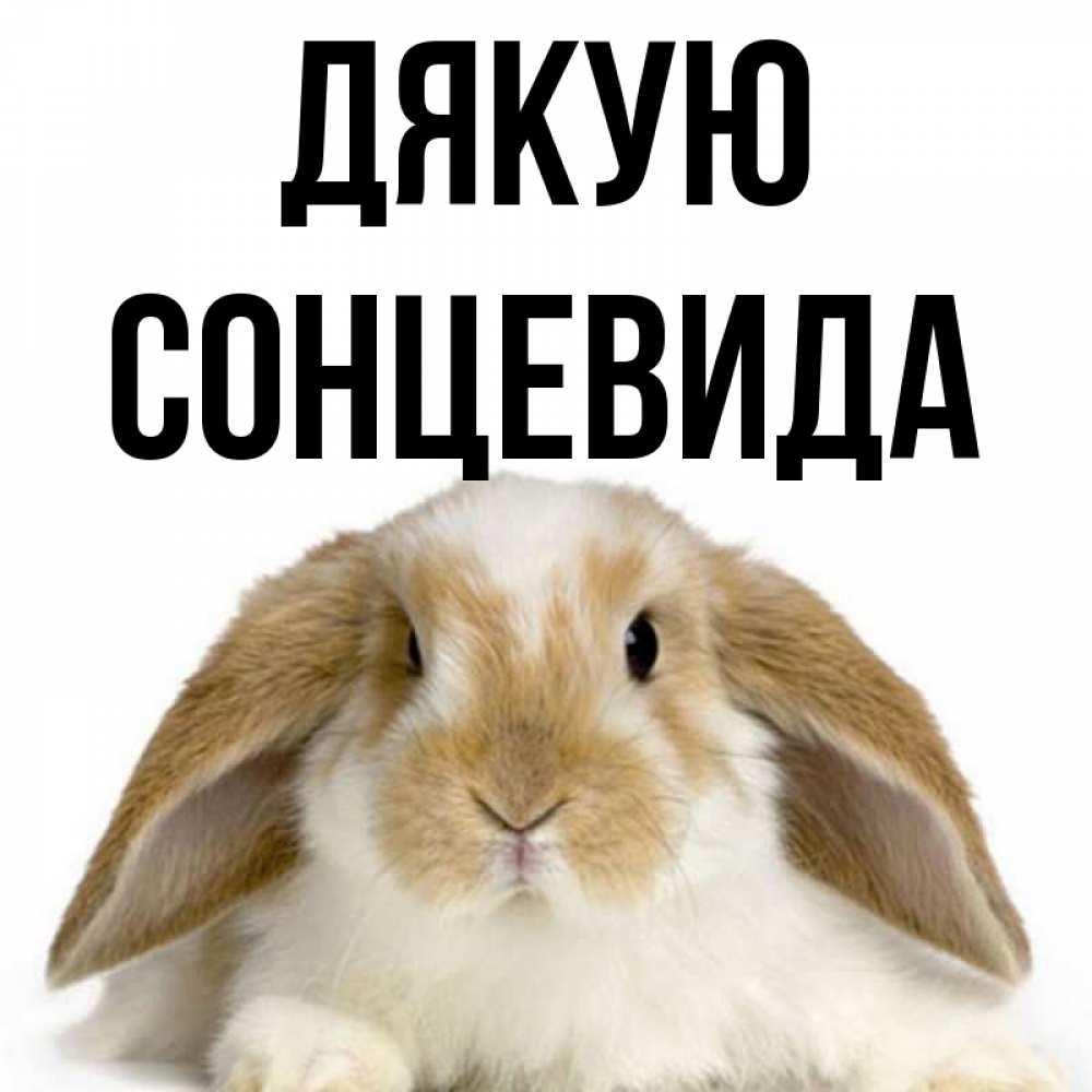 Открытка на каждый день з підписом, Сонцевида Дякую коричнево белый заяц Прикольна листівка з побажанням онлайн скачати безкоштовно 