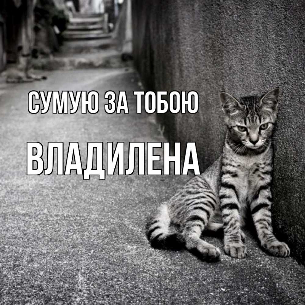 Открытка на каждый день з підписом, Владилена Сумую за тобою одиноко котику Прикольна листівка з побажанням онлайн скачати безкоштовно 