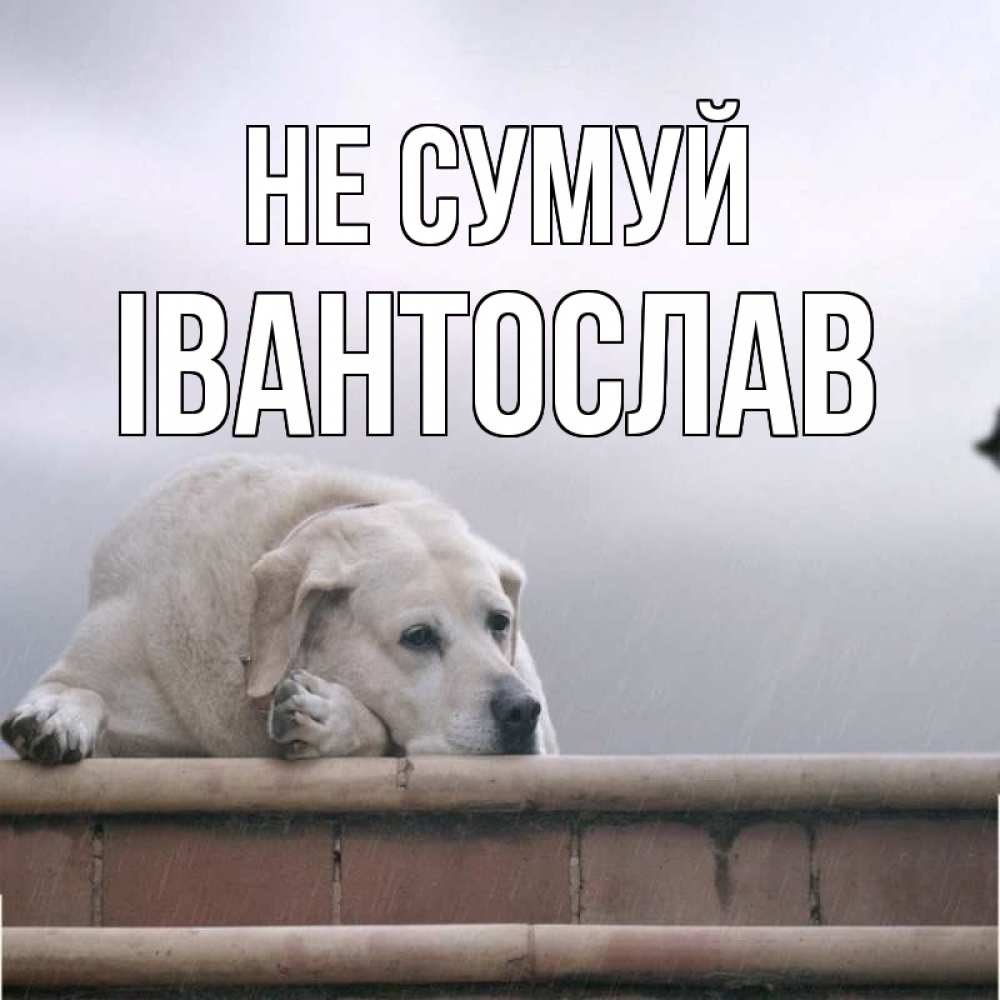 Открытка на каждый день з підписом, Івантослав Не сумуй белый пес 1 Прикольна листівка з побажанням онлайн скачати безкоштовно 
