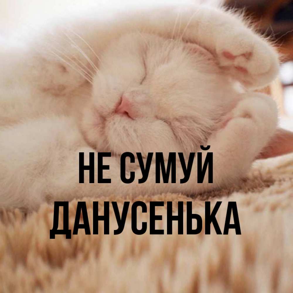 Открытка на каждый день з підписом, Данусенька Не сумуй Котенок спит Прикольна листівка з побажанням онлайн скачати безкоштовно 