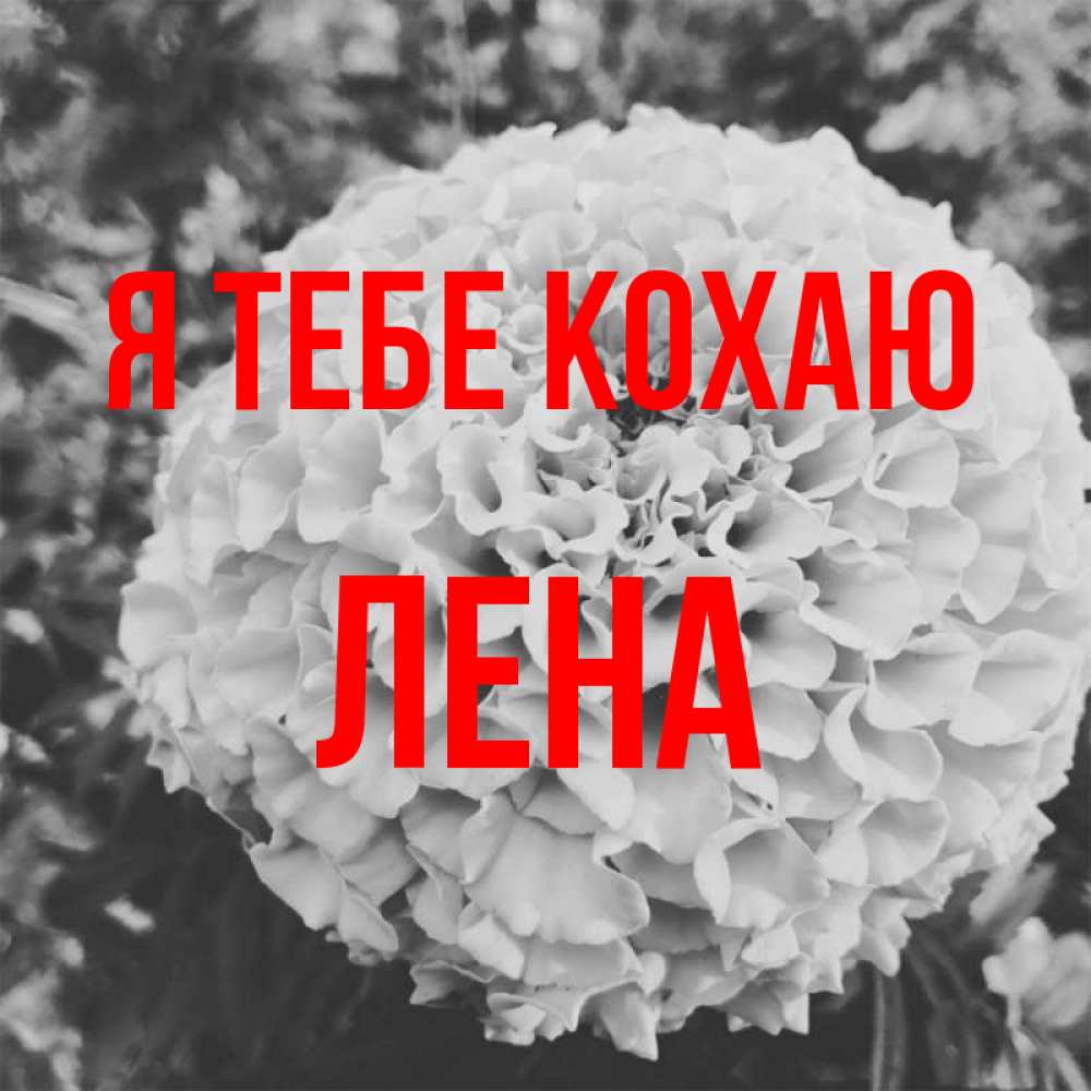Открытка на каждый день з підписом, Лена Я тебе кохаю подпись Прикольна листівка з побажанням онлайн скачати безкоштовно 