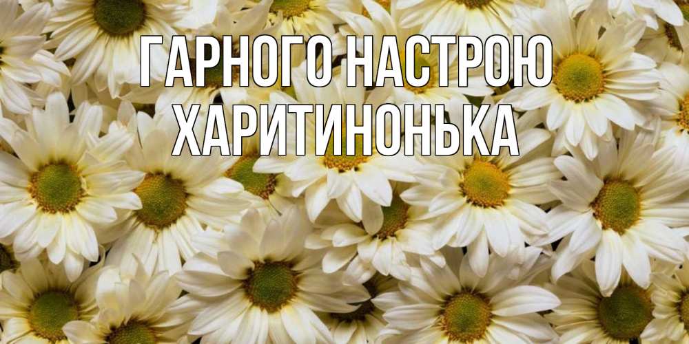 Открытка на каждый день з підписом, Харитинонька Гарного настрою крупные ромашки Прикольна листівка з побажанням онлайн скачати безкоштовно 