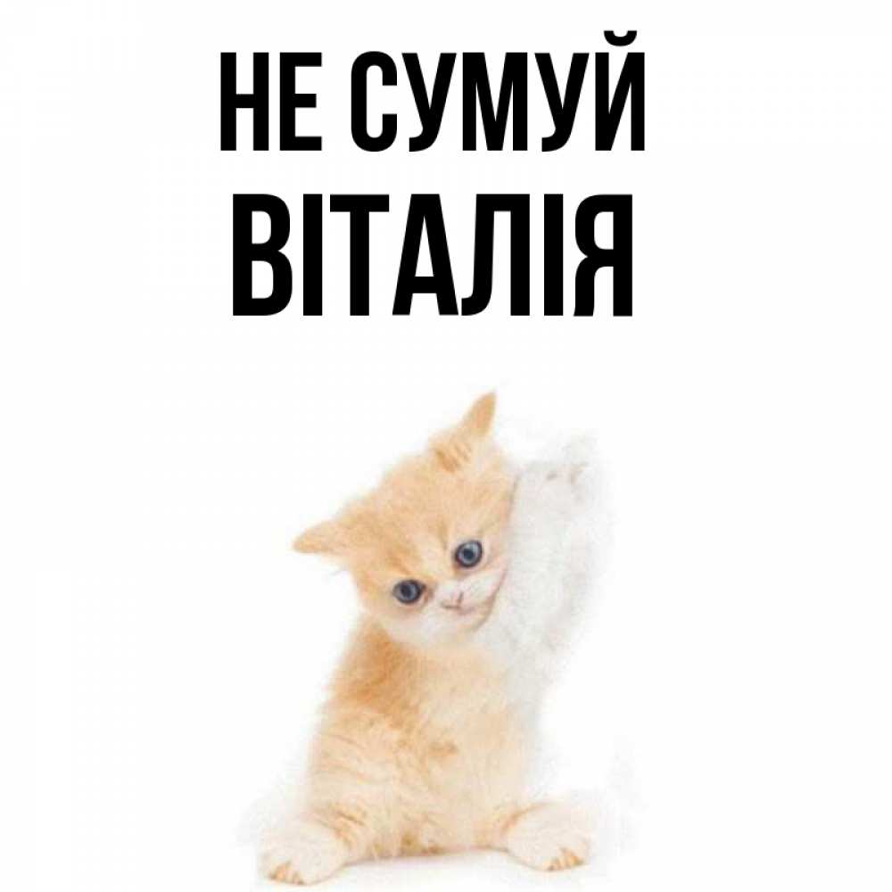 Открытка на каждый день з підписом, Віталія Не сумуй просящий кот Прикольна листівка з побажанням онлайн скачати безкоштовно 