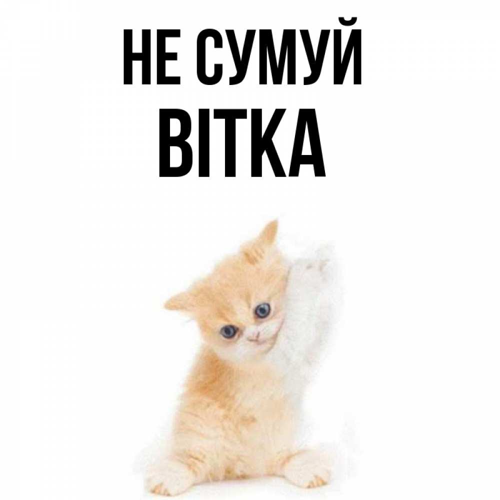 Открытка на каждый день з підписом, Вітка Не сумуй просящий кот Прикольна листівка з побажанням онлайн скачати безкоштовно 