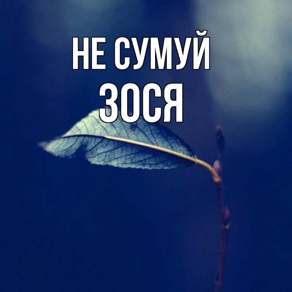 Открытка на каждый день з підписом, Зося Не сумуй растение Прикольна листівка з побажанням онлайн скачати безкоштовно 