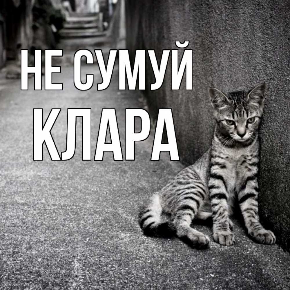 Открытка на каждый день з підписом, Клара Не сумуй скучающий котик Прикольна листівка з побажанням онлайн скачати безкоштовно 