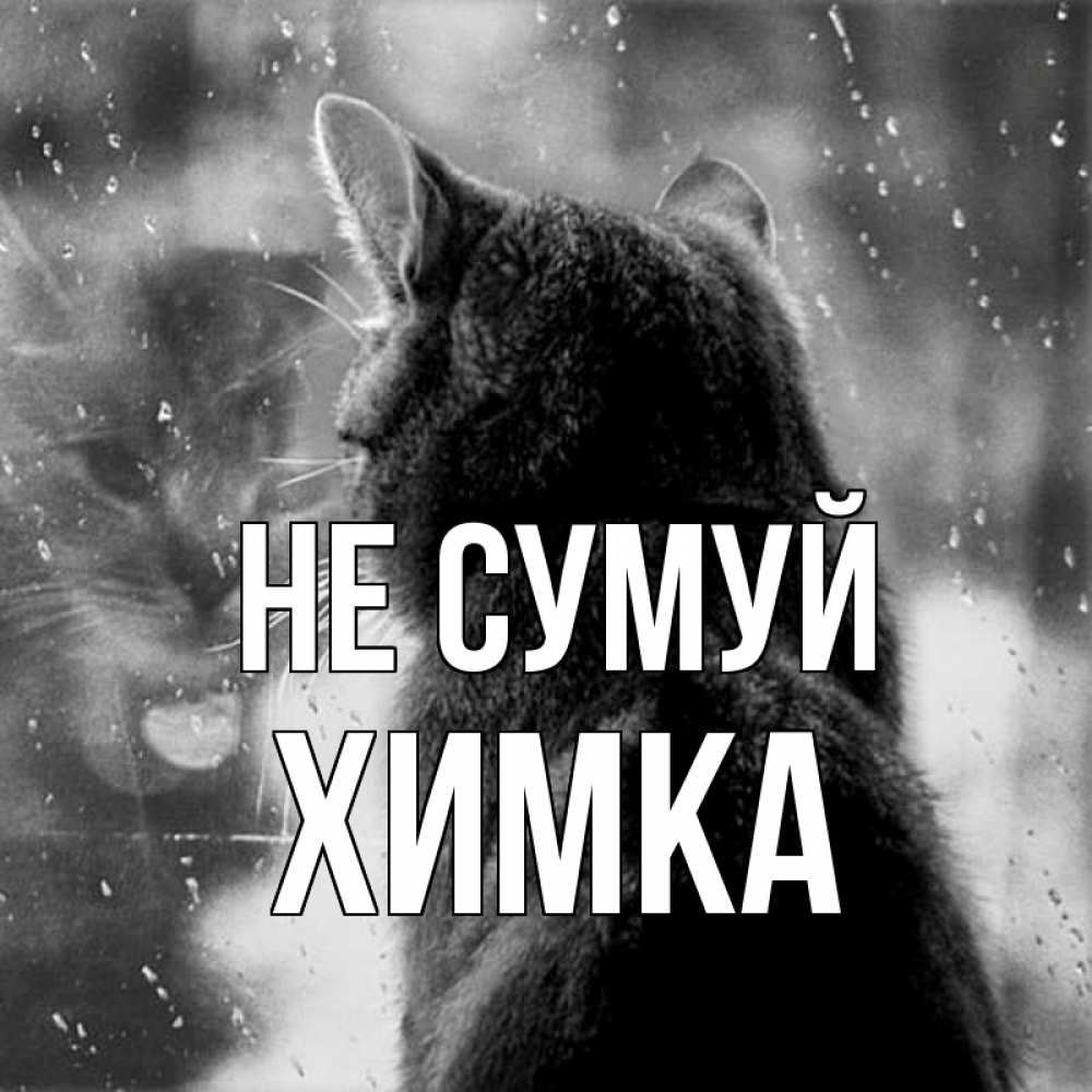 Открытка на каждый день з підписом, Химка Не сумуй отражение кота 1 Прикольна листівка з побажанням онлайн скачати безкоштовно 