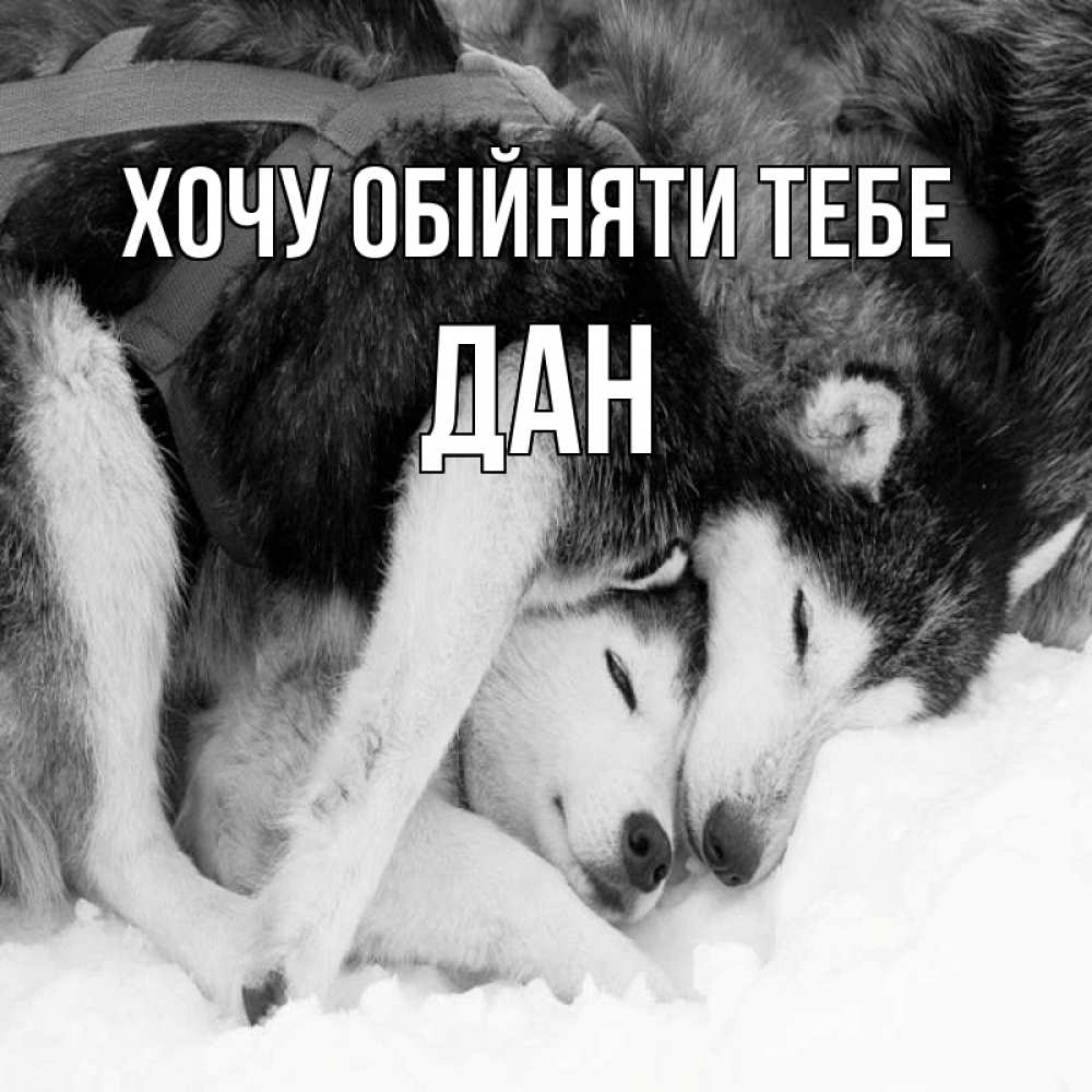 Открытка на каждый день з підписом, Дан Хочу обійняти тебе собачки в упряжке Прикольна листівка з побажанням онлайн скачати безкоштовно 