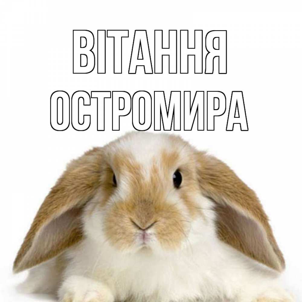 Открытка на каждый день з підписом, Остромира Вітання с животными Прикольна листівка з побажанням онлайн скачати безкоштовно 