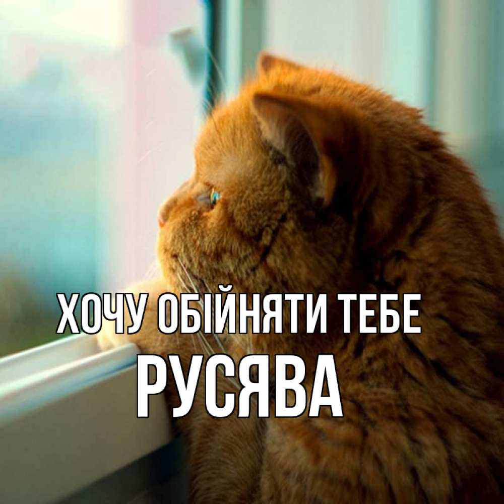 Открытка на каждый день з підписом, Русява Хочу обійняти тебе большой огромный рыжий котяра Прикольна листівка з побажанням онлайн скачати безкоштовно 