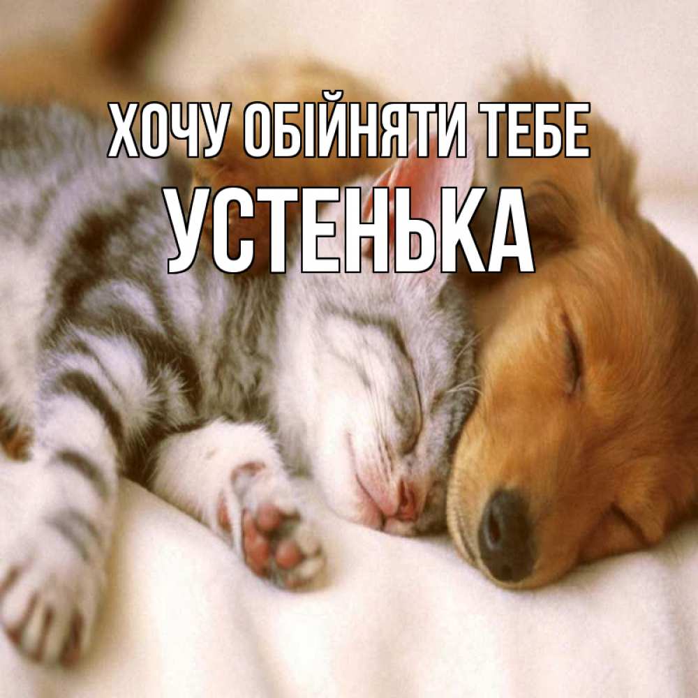 Открытка на каждый день з підписом, Устенька Хочу обійняти тебе пес и котенок Прикольна листівка з побажанням онлайн скачати безкоштовно 