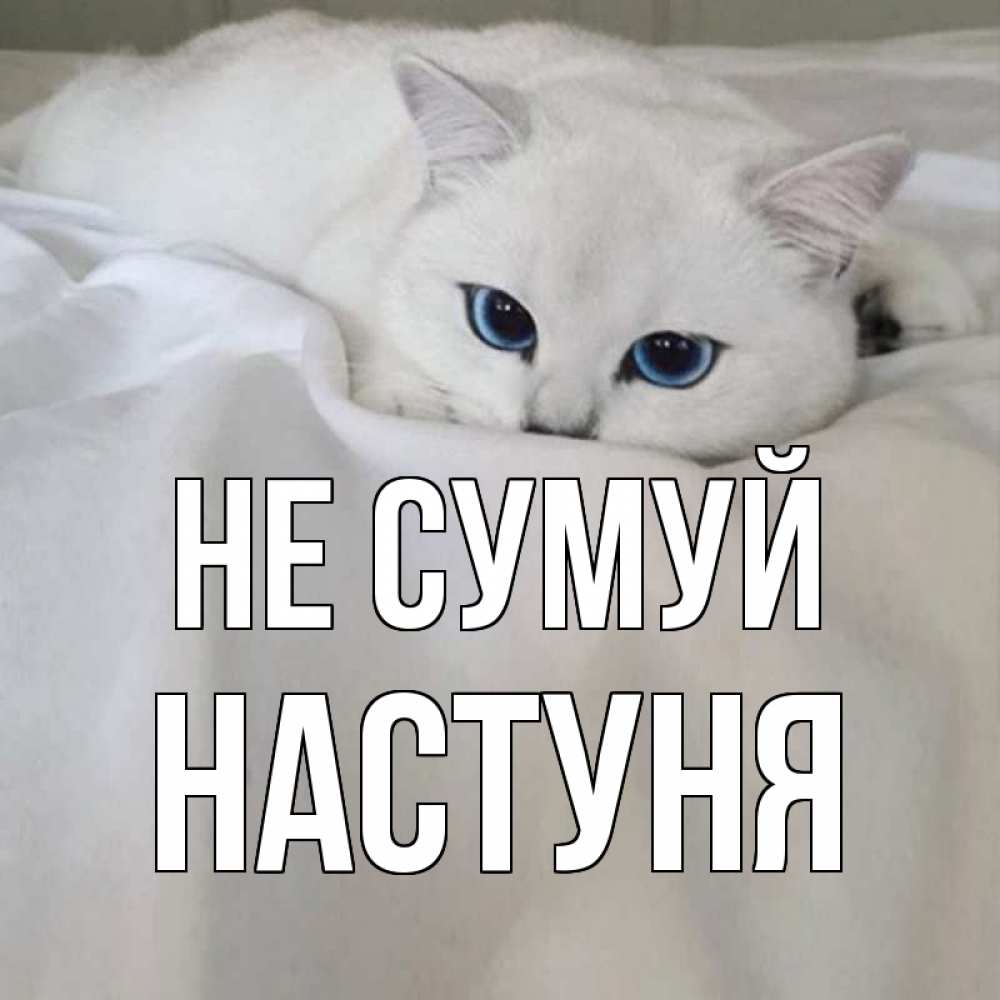 Открытка на каждый день з підписом, Настуня Не сумуй белый кот с голубыми глазами на белоснежной кровати Прикольна листівка з побажанням онлайн скачати безкоштовно 