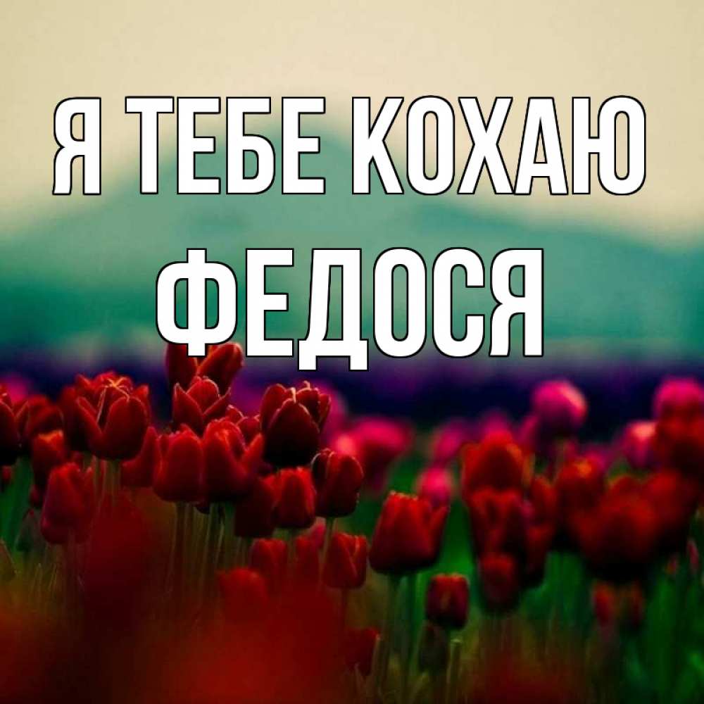 Открытка на каждый день з підписом, Федося Я тебе кохаю тюльпаны 4 Прикольна листівка з побажанням онлайн скачати безкоштовно 