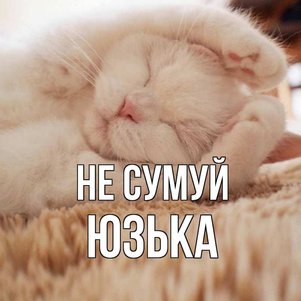 Открытка на каждый день з підписом, Юзька Не сумуй белый кот Прикольна листівка з побажанням онлайн скачати безкоштовно 