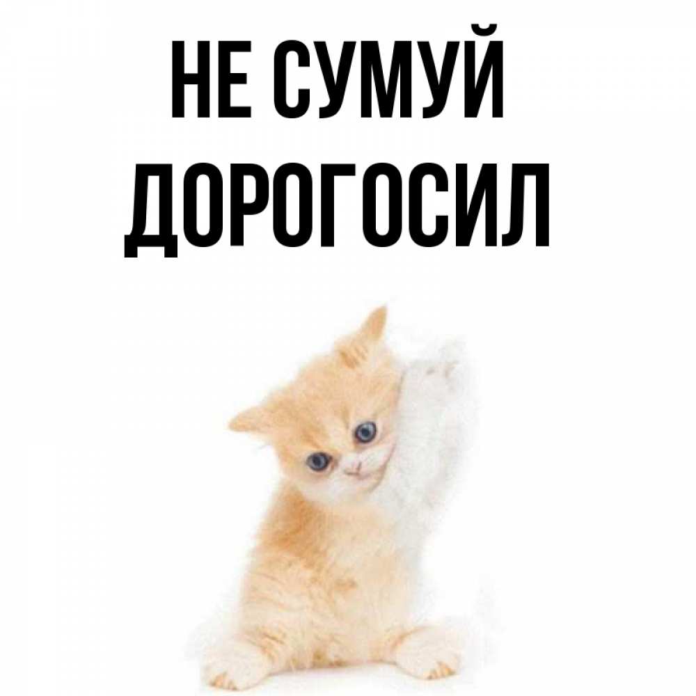 Открытка на каждый день з підписом, Дорогосил Не сумуй просящий кот Прикольна листівка з побажанням онлайн скачати безкоштовно 