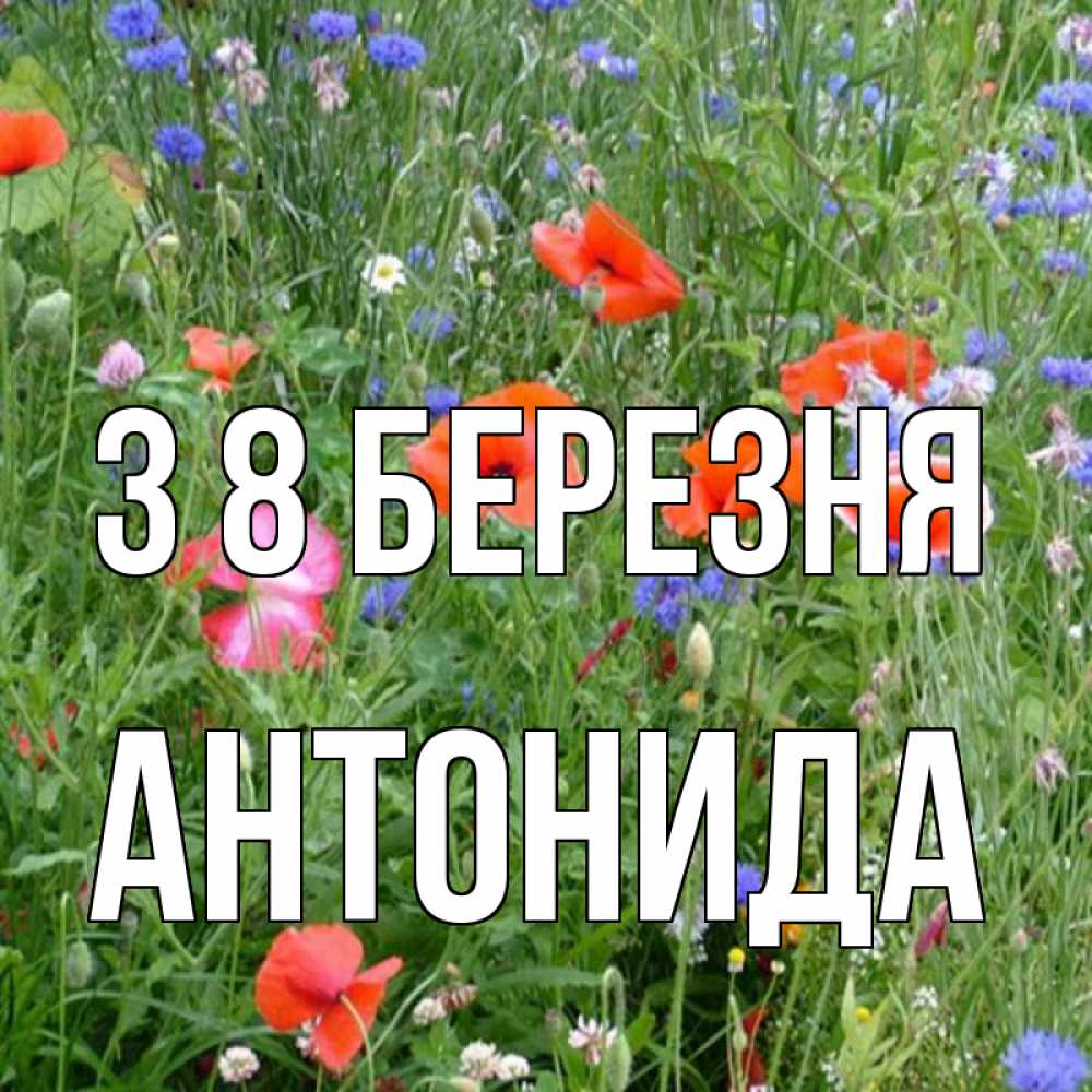 Открытка на каждый день з підписом, Антонида З 8 БЕРЕЗНЯ международный женский день 4 Прикольна листівка з побажанням онлайн скачати безкоштовно 
