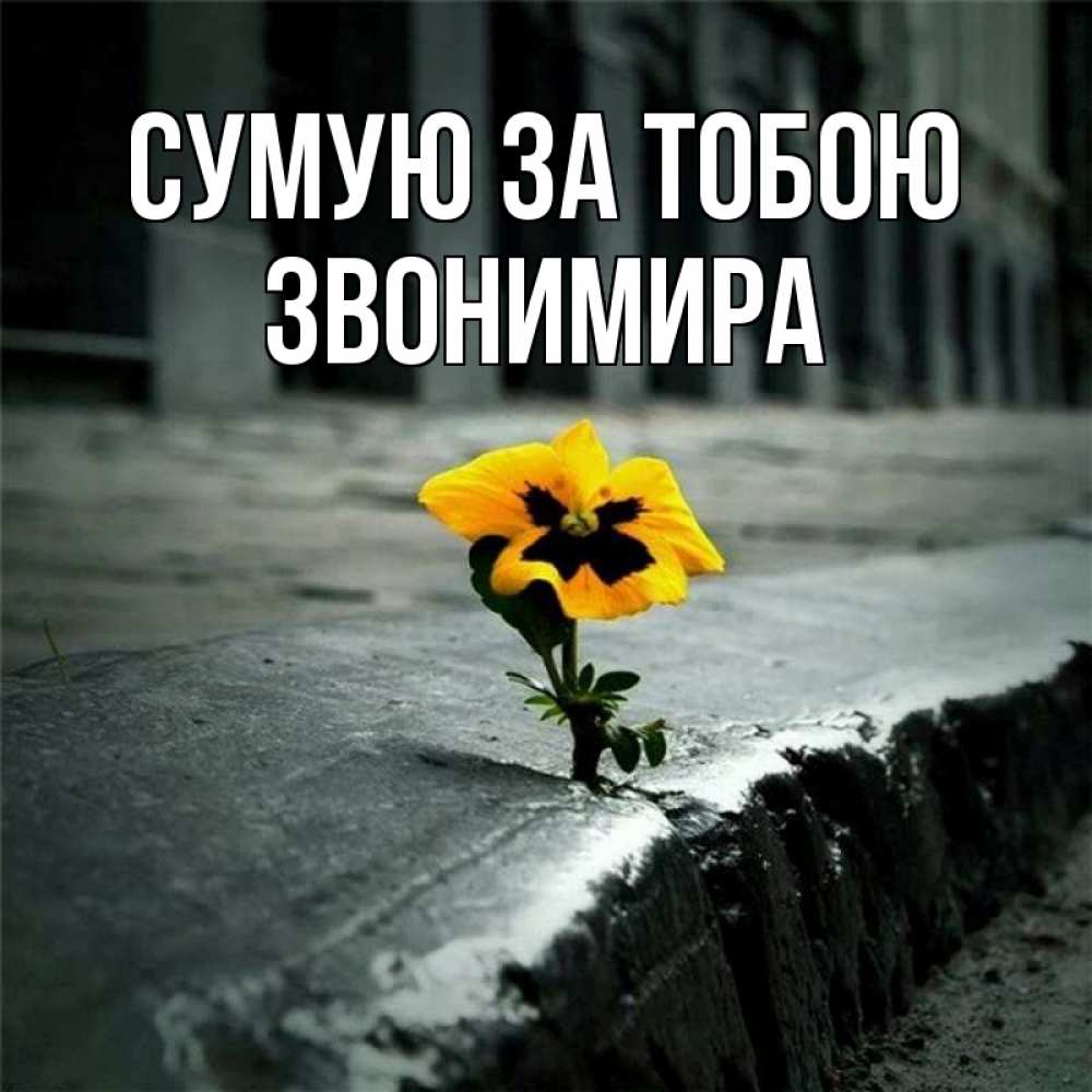Открытка на каждый день з підписом, Звонимира Сумую за тобою надеюсь будет лучше Прикольна листівка з побажанням онлайн скачати безкоштовно 
