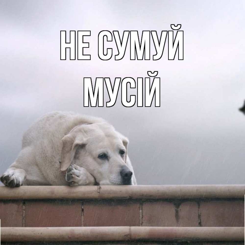 Открытка на каждый день з підписом, Мусій Не сумуй белый пес 1 Прикольна листівка з побажанням онлайн скачати безкоштовно 