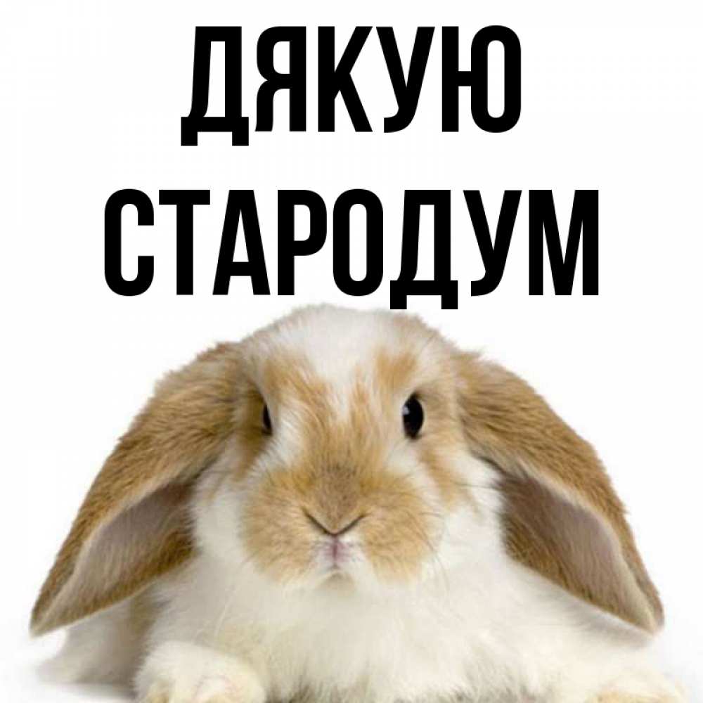 Открытка на каждый день з підписом, Стародум Дякую коричнево белый заяц Прикольна листівка з побажанням онлайн скачати безкоштовно 