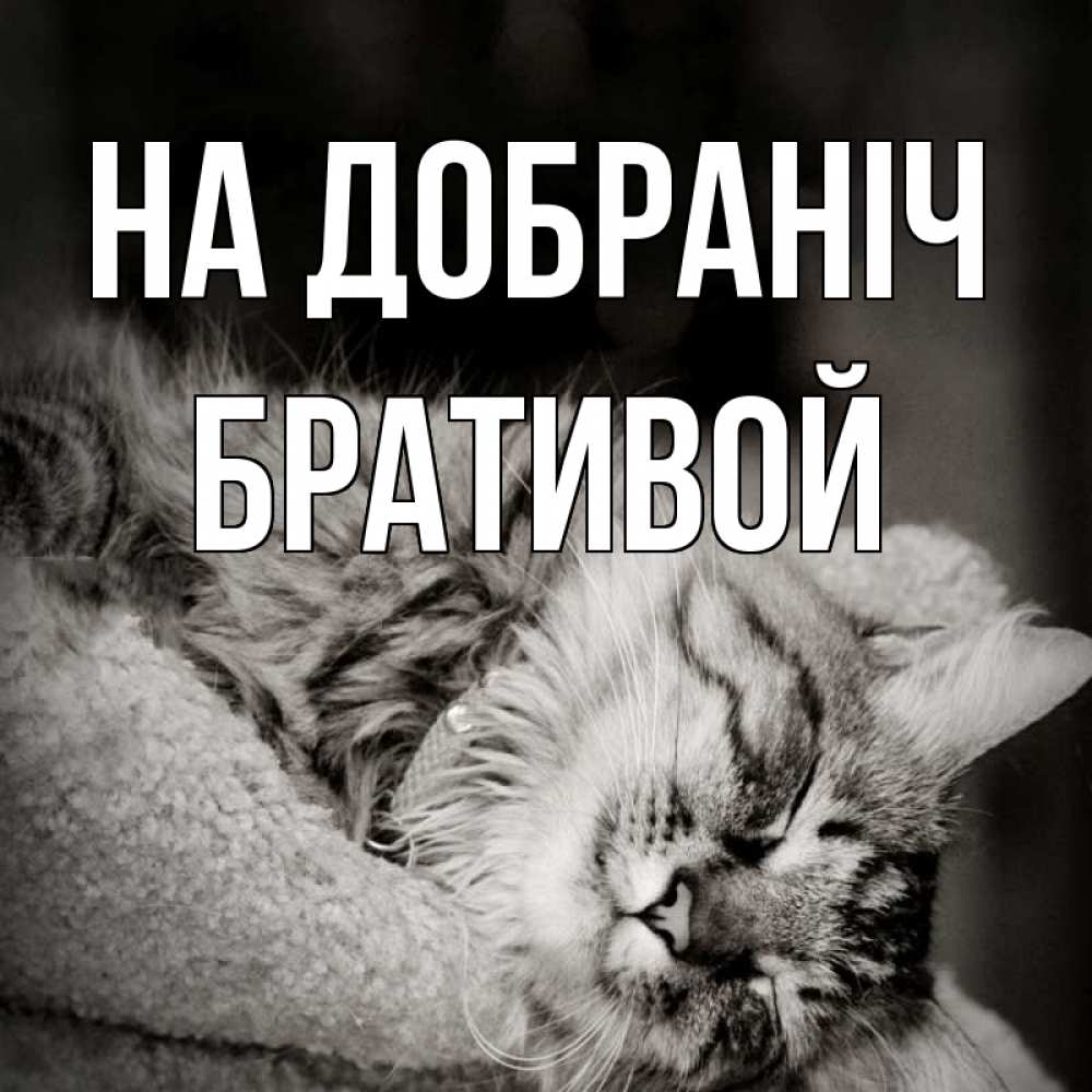 Открытка на каждый день з підписом, Бративой На добраніч котярик пушистый Прикольна листівка з побажанням онлайн скачати безкоштовно 