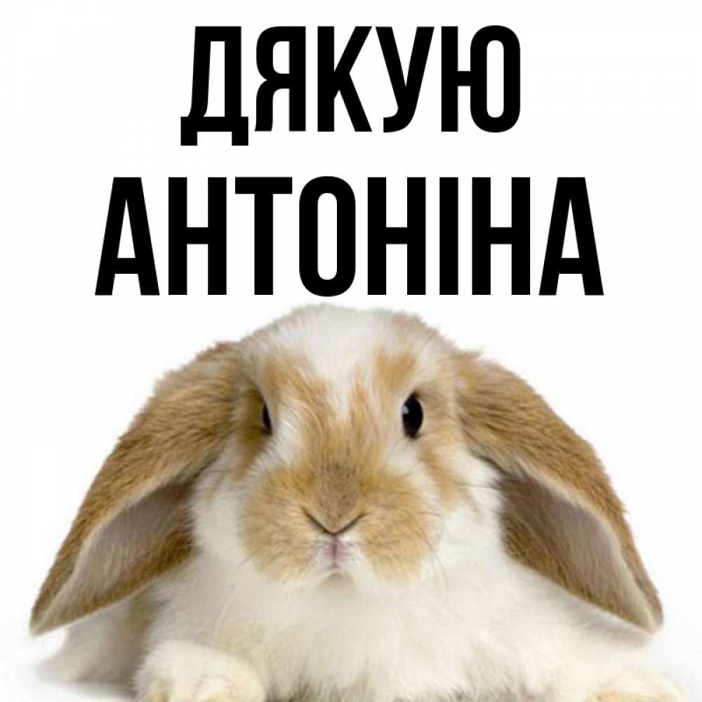 Открытка на каждый день з підписом, Антоніна Дякую коричнево белый заяц Прикольна листівка з побажанням онлайн скачати безкоштовно 