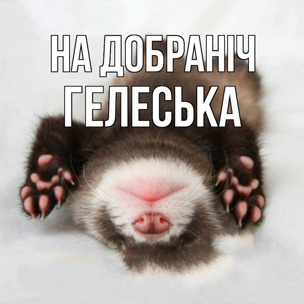 Открытка на каждый день з підписом, Гелеська На добраніч зверек Прикольна листівка з побажанням онлайн скачати безкоштовно 