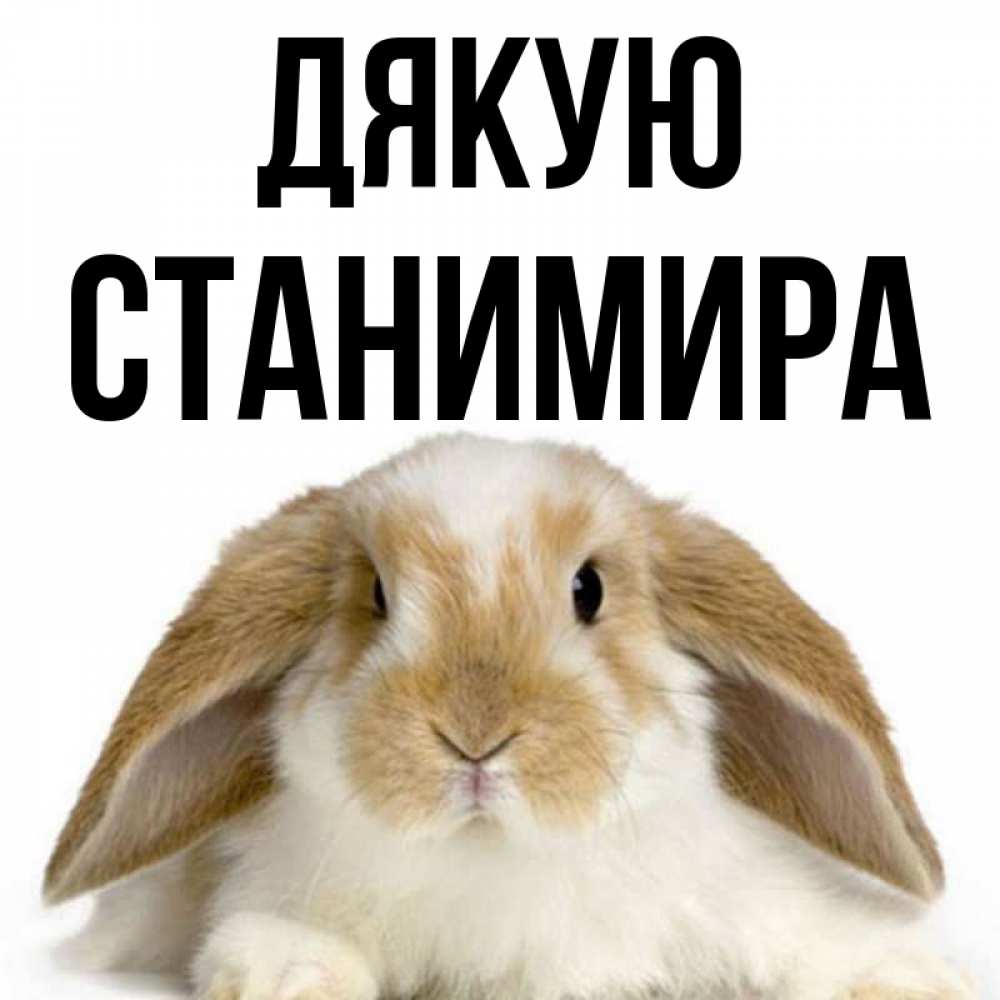 Открытка на каждый день з підписом, Станимира Дякую коричнево белый заяц Прикольна листівка з побажанням онлайн скачати безкоштовно 