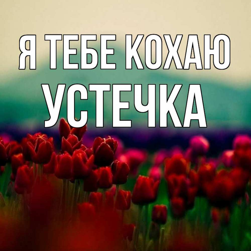 Открытка на каждый день з підписом, Устечка Я тебе кохаю тюльпаны 4 Прикольна листівка з побажанням онлайн скачати безкоштовно 