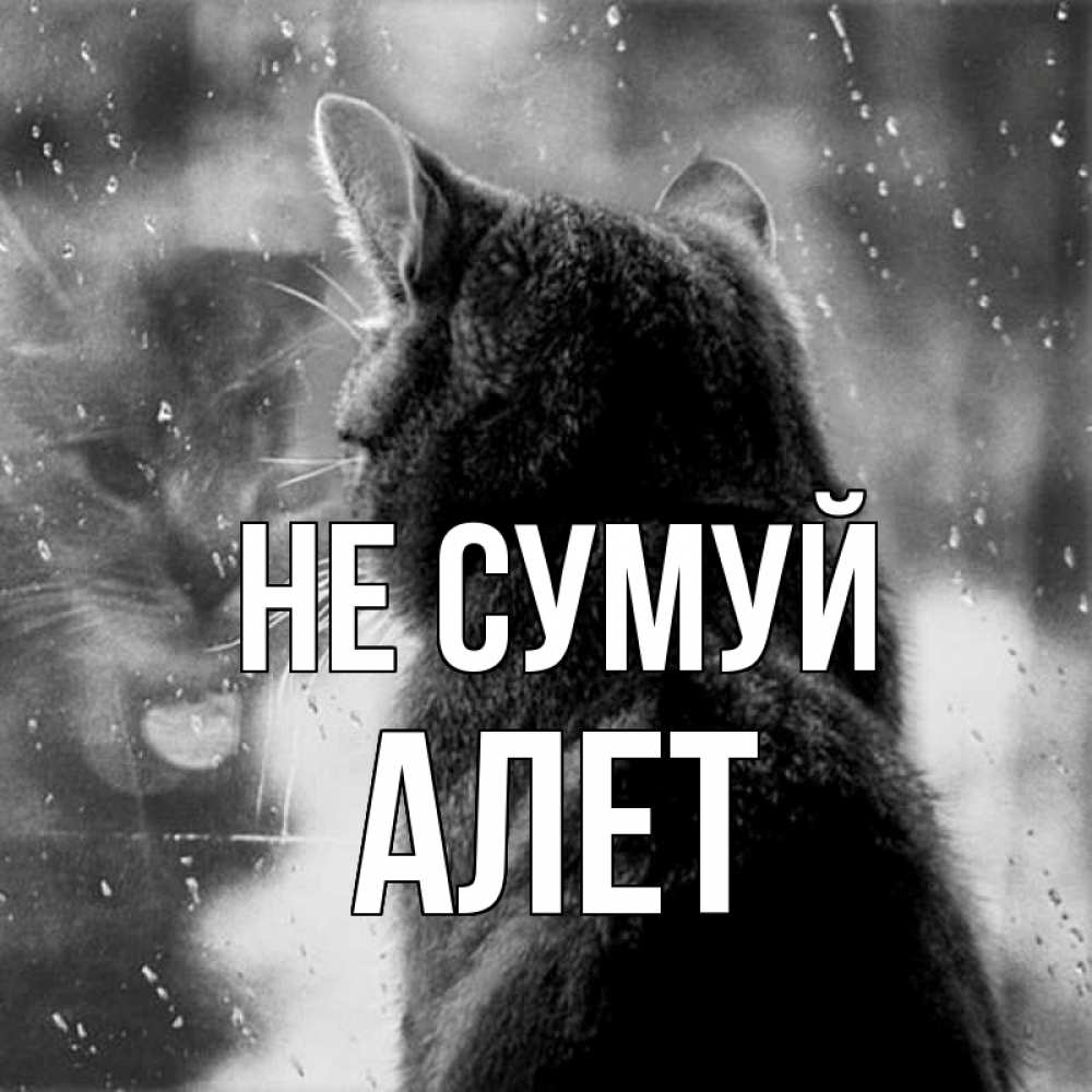 Открытка на каждый день з підписом, Алет Не сумуй отражение кота 1 Прикольна листівка з побажанням онлайн скачати безкоштовно 