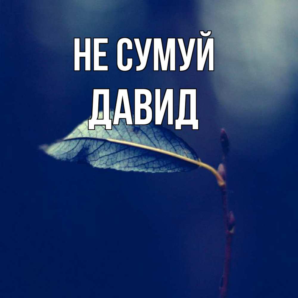 Открытка на каждый день з підписом, Давид Не сумуй растение Прикольна листівка з побажанням онлайн скачати безкоштовно 