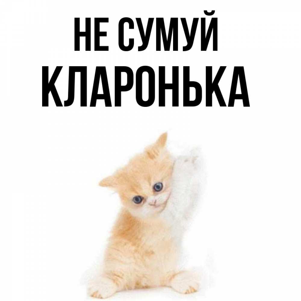 Открытка на каждый день з підписом, Кларонька Не сумуй просящий кот Прикольна листівка з побажанням онлайн скачати безкоштовно 