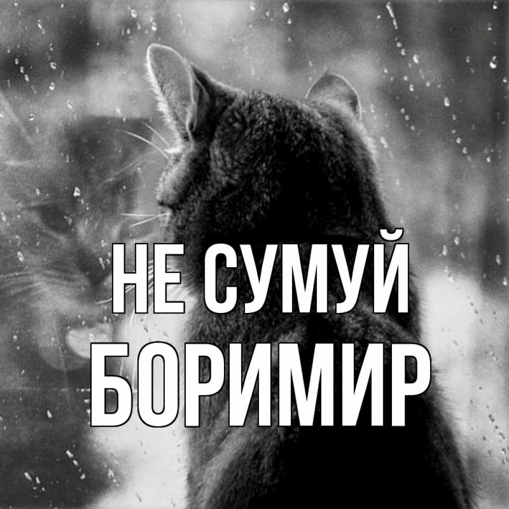 Открытка на каждый день з підписом, Боримир Не сумуй отражение кота 1 Прикольна листівка з побажанням онлайн скачати безкоштовно 