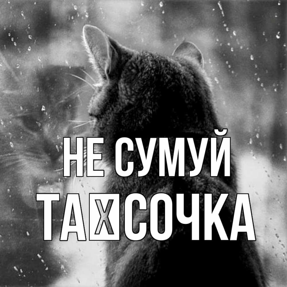 Открытка на каждый день з підписом, Таїсочка Не сумуй отражение кота 1 Прикольна листівка з побажанням онлайн скачати безкоштовно 