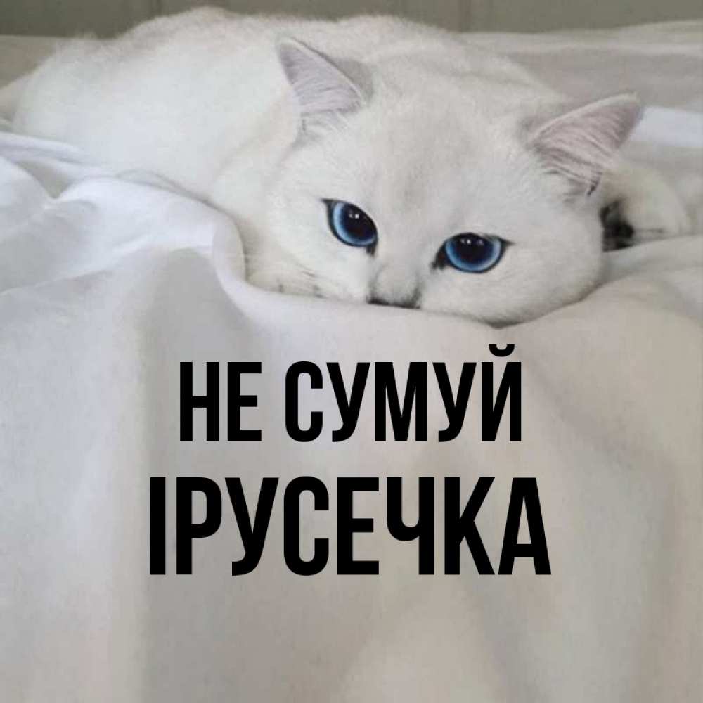 Открытка на каждый день з підписом, Ірусечка Не сумуй Голубоглазая кошка Прикольна листівка з побажанням онлайн скачати безкоштовно 