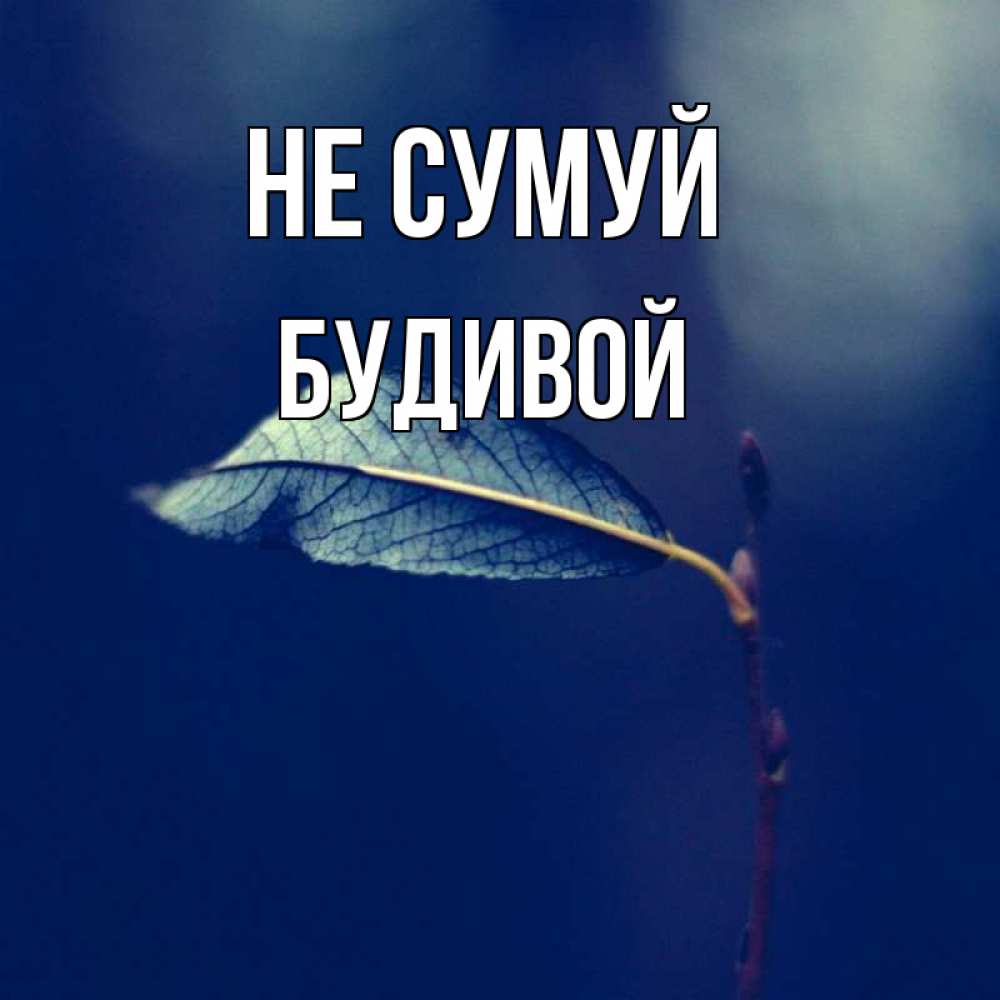 Открытка на каждый день з підписом, Будивой Не сумуй растение Прикольна листівка з побажанням онлайн скачати безкоштовно 