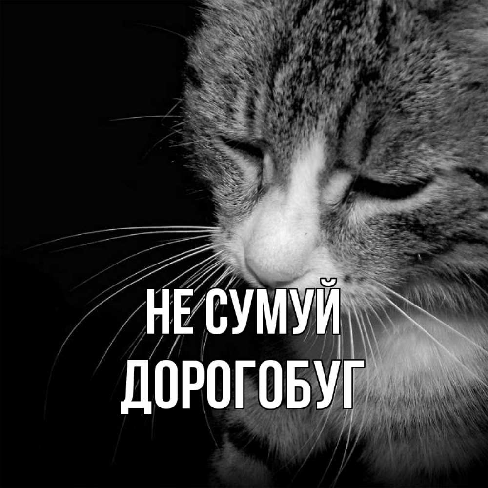 Открытка на каждый день з підписом, Дорогобуг Не сумуй грустный котик Прикольна листівка з побажанням онлайн скачати безкоштовно 