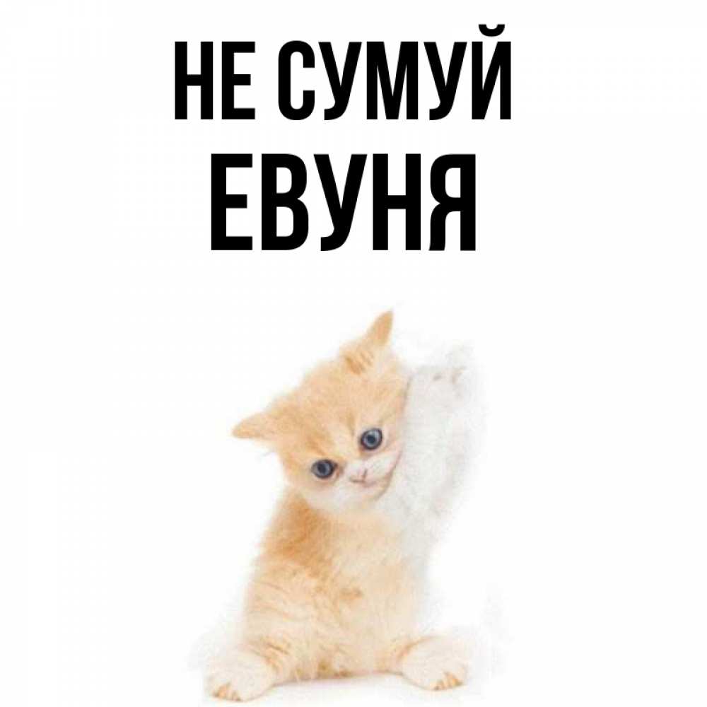 Открытка на каждый день з підписом, Евуня Не сумуй просящий кот Прикольна листівка з побажанням онлайн скачати безкоштовно 