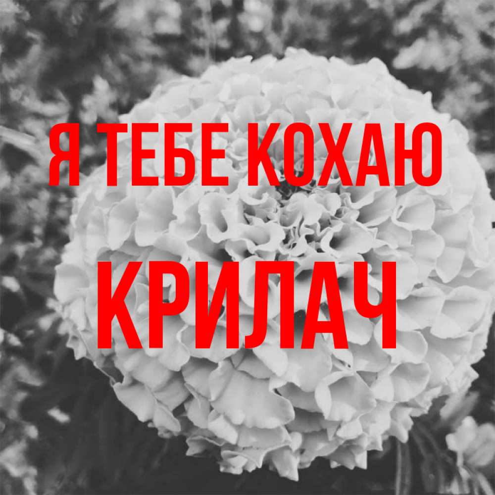Открытка на каждый день з підписом, Крилач Я тебе кохаю подпись Прикольна листівка з побажанням онлайн скачати безкоштовно 