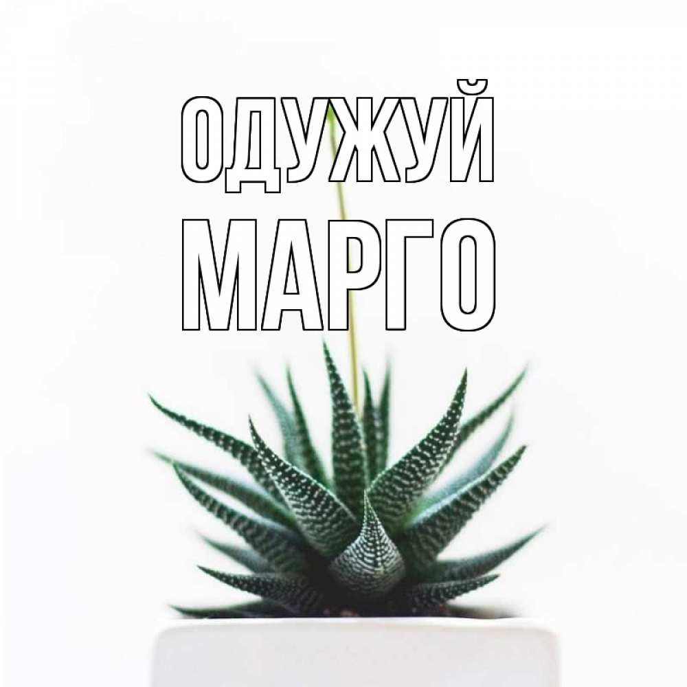 Открытка на каждый день з підписом, Марго Одужуй короче это непонятная колючка Прикольна листівка з побажанням онлайн скачати безкоштовно 